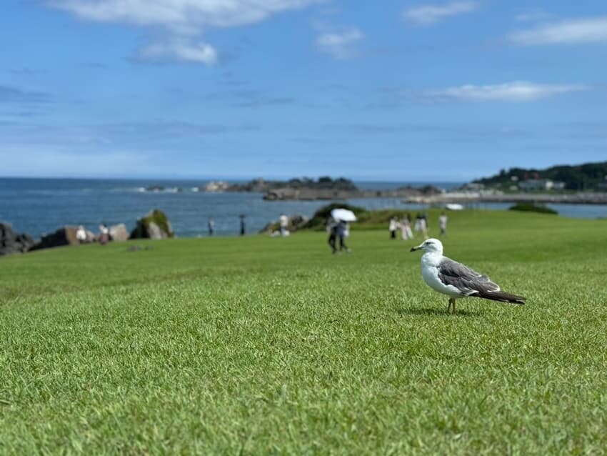 太平洋を眺めるなら種差海岸