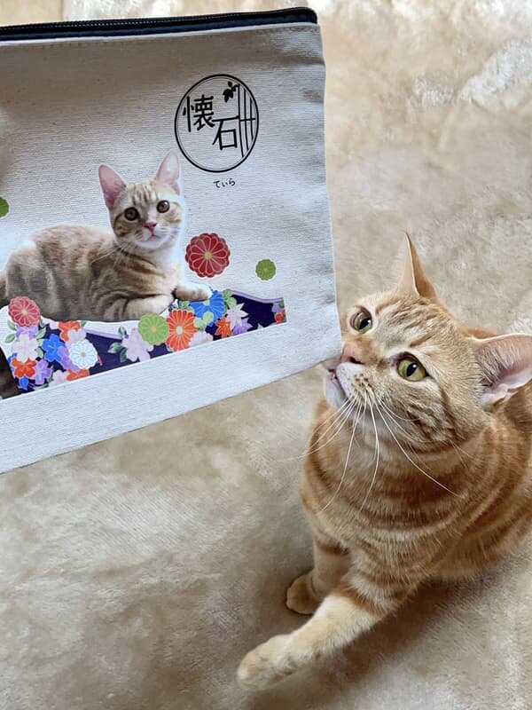 愛猫と過ごす時間
