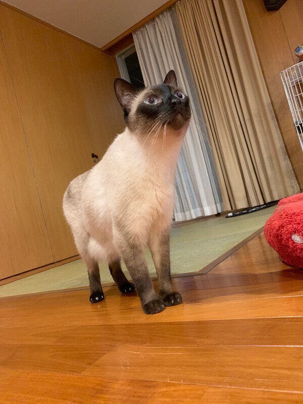 癒しの愛猫ちゃんたち