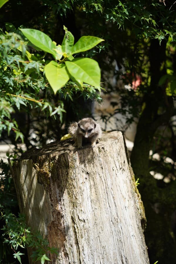 地元鹿児島の動物園にて！