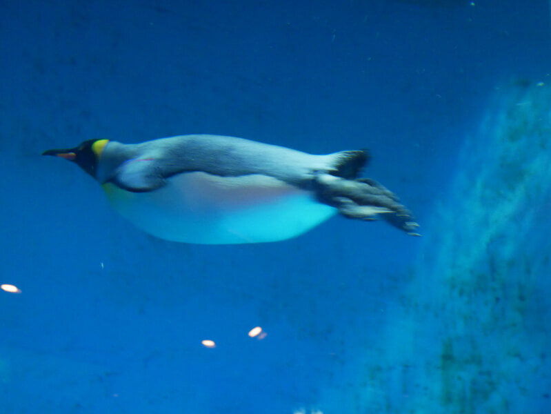 ペンギン水族館
