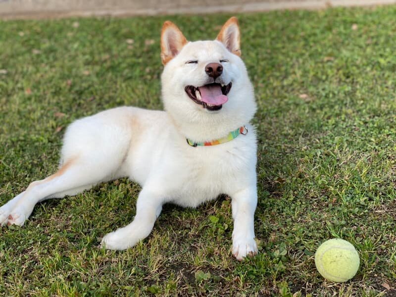 愛犬